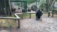 Usuario de silla de ruedas en la zona de osos
