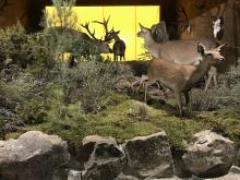 Escena de ciervos en el interior del museo